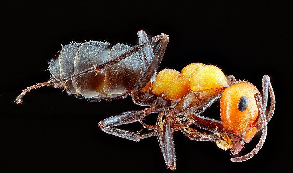 Ant Control service in Green Bay, WI