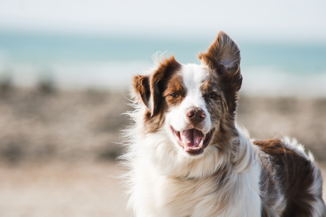 Flea & Tick Control service in Green Bay, WI