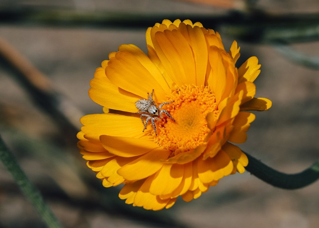 Spider Control service in Green Bay, WI